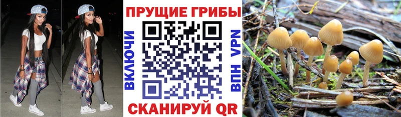 Галлюциногенные грибы Psilocybe Краснокамск